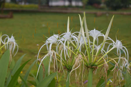 Close up view of white Beach spider lily flower with green leavesの写真素材