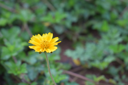 Sphagneticola trilobata or Singapore daisy flower taken from top angle with green leavesの写真素材