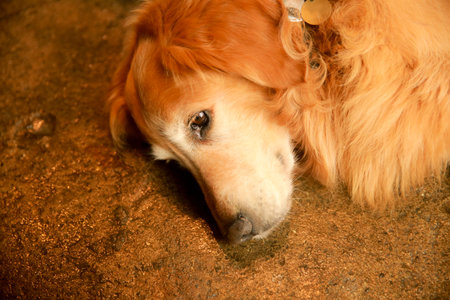 portrait of a golden retrieverの写真素材