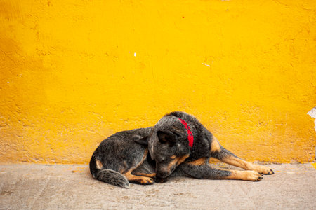 dog on the street