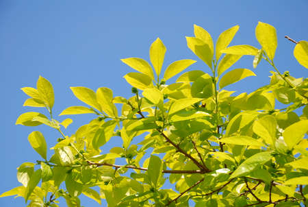green leaves in the blue sky on a spring dayの写真素材