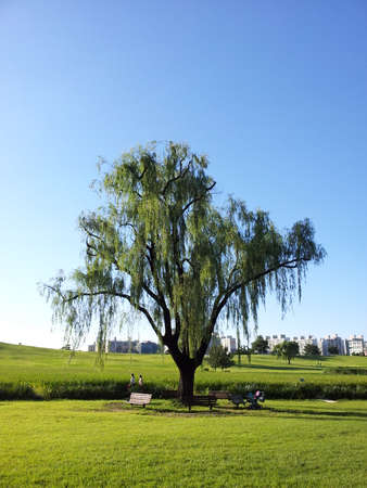 tree in the field on a quiet afternoon