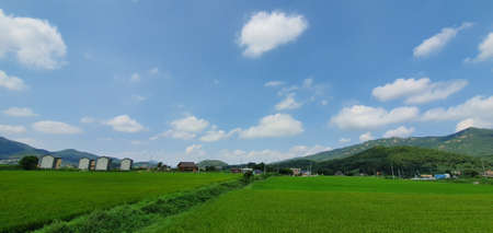 Green rice paddies under the blue skyの写真素材