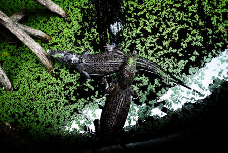 Crocodilesの写真素材