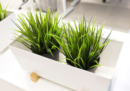 Artificial Plants or Artificial Grass in A Wooden Container for Home and Office Decoration without The Care.の写真素材