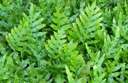 Background Pattern, Horizontal of Polypodium Diversifolium Leaves Textured or Green Bush Background.の写真素材