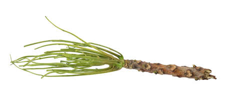 Bare Twig or Bare Branches of Neem Tree Isolated on White Background.の写真素材