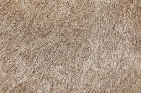 Fabric Textile, Close Up of Brown Cowhide or Fragment of Skin A Cow Texture Background.の写真素材