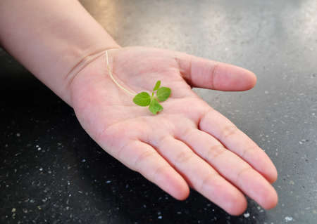 Ecology and Environment Concept, Green Young Plant in An Open Hand Take to Growing in A New Place.の写真素材