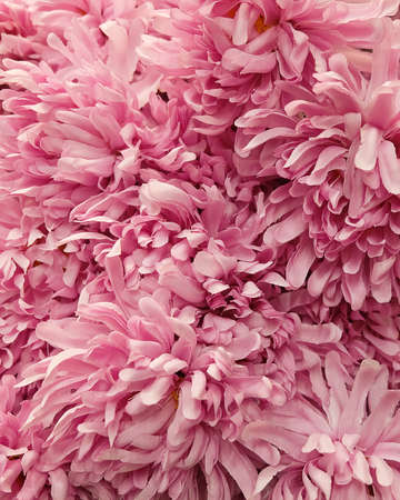 Background of Artificial Pink Chrysanthemum Flowers for Home and Building Decoration.の写真素材