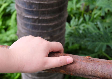 Close Up of Hand Holding Wood Rail or Wooden Fence in A Park.の写真素材