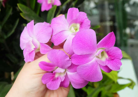 Ecology and Environment Concept, Hand Holding Fresh Pink Phalaenopsis or Pink Orchid Flower Streak.の写真素材