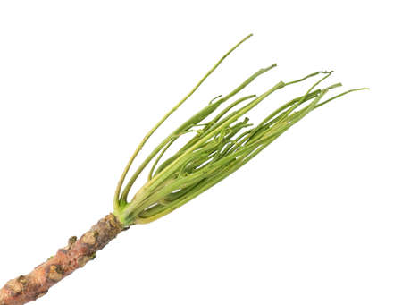 Bare Twig or Bare Branches of Neem Tree Isolated on White Background.