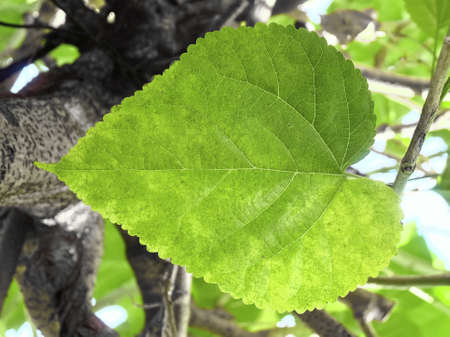 Fresh Big  Mulberry Leaf or Morus on Tree Used to Make Tea and Ingredient for A Delicious and Healthy Meal.の写真素材