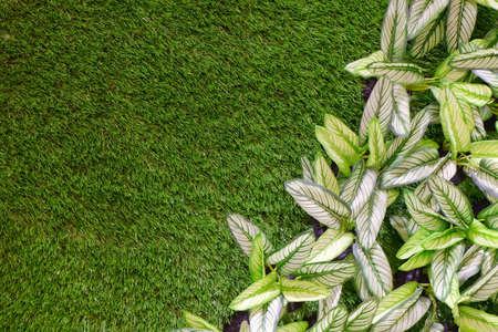 Background Pattern, Beautiful Artificial Green and White Dieffenbachia or Dumb Cane Plants on Green...