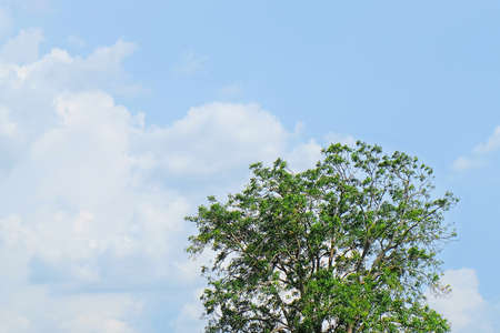Ecology Concepts, Tree Branches with Fresh Green Leaves Against on Blue Sky. Looking Up View from...