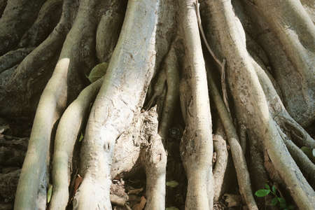 Big Tree Roots System of The Tree Growing and Branching on The Ground.の写真素材