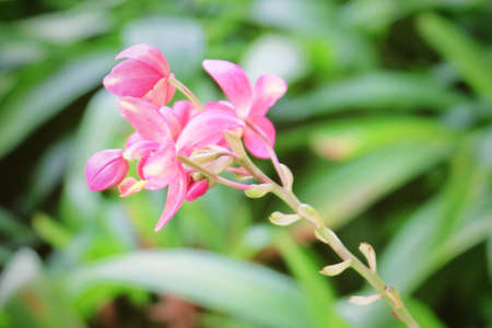 Beautiful Flower, Group of Pink Blooming Jatropha Integerrima, Jatropha Hastata, Peregrina or Spicy Jatropha Flowers with Green Leaves on Tree in A Garden.の写真素材