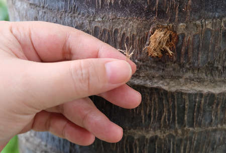 Ecology and Environment Concept, Close Up of Hand Taking Care of Palm Tree in The Garden.の写真素材