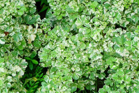 Ecological Concept, Green and White Stripe Leaves of Polyscias Guilfoylei or Geranium Aralia Plants...