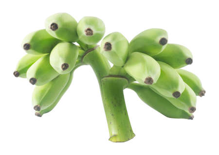 Fruits, A Bunch of Unripe Wild Asian Bananas or Cultivated Banana Isolated on White Background.の写真素材