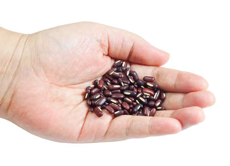 Cuisine and Food, Pile Raw and Uncooked Dried Kidney Beans in A Hand Isolated on White Background, Good Source of Dietary Fiber, Vitamins and Minerals.の写真素材