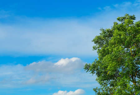 Ecology Concepts, Tree Branches with Fresh Green Leaves Against on Blue Sky with Fluffy Clouds in A...