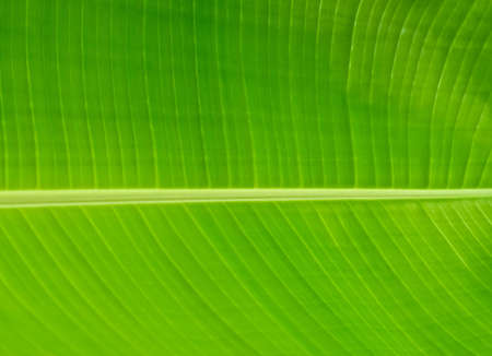 Background Pattern, Abstract Green Leaf Textured and Background with Copy Space for Text Decorated.の写真素材