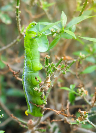 Big Green Worm or Green Caterpillar Eating The Leaf on Tree Branch.の写真素材
