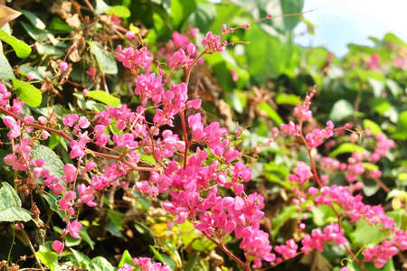 The Bunch of Beautiful Pink Antigonon or Chain of Love Flowers with Green Leaves on Tree.の写真素材