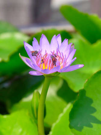 Beautiful Flower, The Bright and Beautiful of A Pink Water Lily or Lotus Flower with Honey Bee.の写真素材