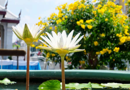 Beautiful Flower, The Bright and Beautiful of Whtie Water Lilies or Lotus Flowers and Leaves.の写真素材