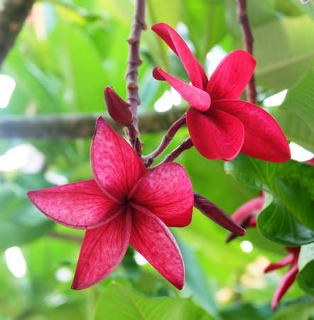 The Beautiful Red Tropical Plumeria Frangipani Flowers with Green Leaves on Tree.の写真素材