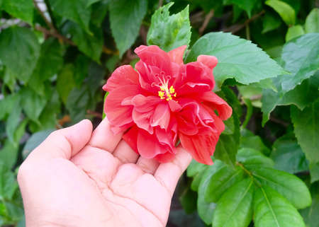 Beautiful Flower, Hand Holding Red Hibiscus or Rose Mallow Flower in A Garden.の写真素材