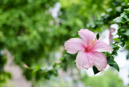 Beautiful Flower, A Fresh Pink Hibiscus or Bunga Raya Flower on Green Leaves Blooming in Green Garden.の写真素材