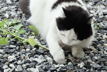 Young Cat Eating The Root of Indian Acalypha, Three Seeded Mercury or Acalypha Indica Plants. The Root Being Attractive to Domestic Cats Similar to Catnip.