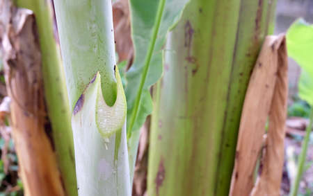Banana Sap Droping From The Flesh of Banana Tree Trunk. Usually Used as A Practical Adhesive.の写真素材