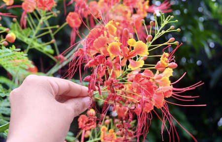 Hand Holding Bunch of Fresh Red Caesalpinia Oulcherrima, Dwarf Poinciana, Flame Boyant, Mexican Bird...