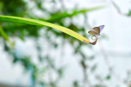 Luthrodes Pandava, Chilades Pandava, Plains Cupid or Cycad Blue Butterfly on The Leaf. Found in...