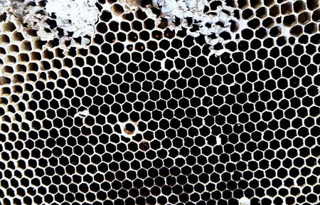 Close Up of Old Dried Honeycomb Without Bees and Larvae. A Wax Hexagonal Built by Honey Bees to Contain The Larvae and Stores of Honey.の写真素材