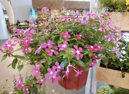 Symbol of Love, Beautiful Pink Catharanthus Roseus, Madagascar Periwinkle, Rose Periwinkle or Teresita Flowers in A Pot.の写真素材