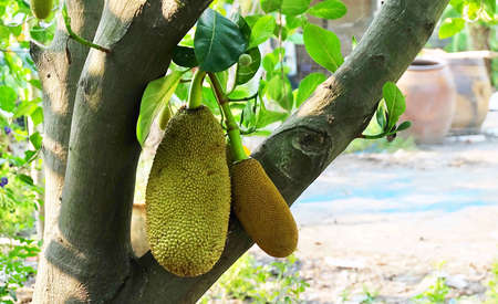 Tropical Fruit, Uripe Jackfruits or Artocarpus Heterophyllus on Tree Branch, A Distinctive Sweet and...