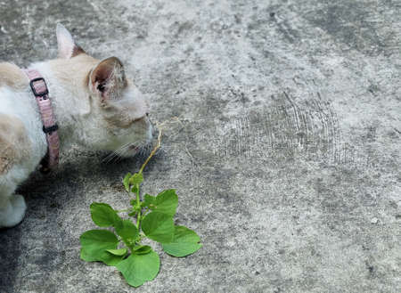 Cat Eating The Root of Indian Acalypha, Three Seeded Mercury or Indian Nettle Seeds. The Root Being Attractive to Domestic Cats Similar to Catnip.の写真素材