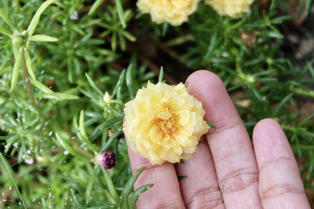 Beautiful Flower, Gardener Hodling Fresh Yellow Purslane, Moss Rose, Ten O'Clock, Sun Rose or...