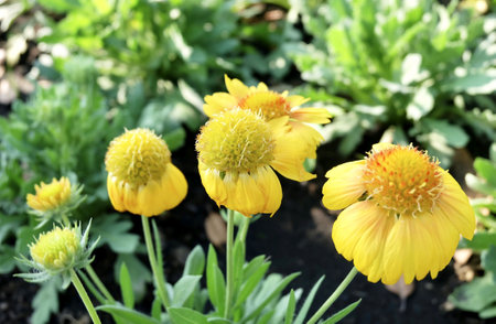 Herbal Flower and Plant, Group of Calendula or Marigold Flowers in A Garden. Used for Herbal and Cosmetic Products.の写真素材