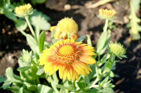 Herbal Flower and Plant, Group of Calendula or Marigold Flowers in A Garden. Used for Herbal and Cosmetic Products.の写真素材