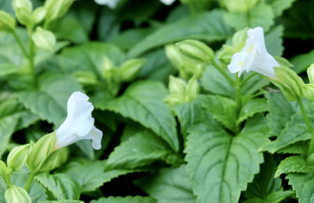 White Torenia, Bluewings or Wishbone flower Blooming in A Garden.