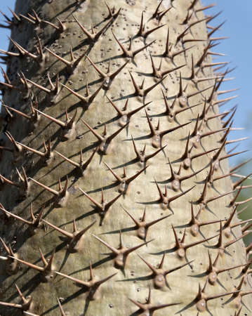 Garden and Plant, Close Up Pachypodium Lamerei Plants or Madagascar Palm with Thorn. A Succulent Plants with Sharp Thorns and Native to Madagascar and Africa.の写真素材