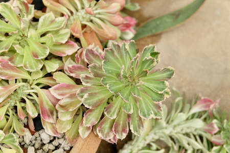 Beautiful Euphorbia Ritchiei or Tricolor Jade Plant, A spreading Evergreen Plant in Succulent and...