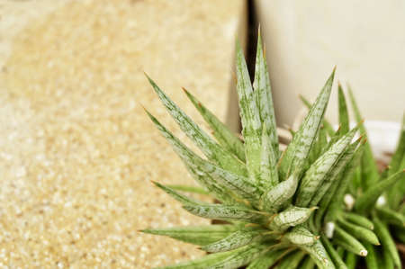 Sansevieria Plants Decoration in The Beautiful Garden. A Succulent Plants with A Large Rosette of...